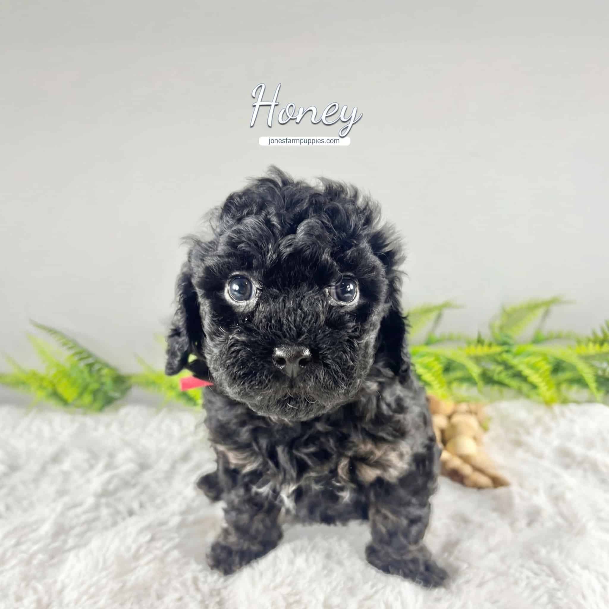 A small black curly-haired puppy, one of our adorable Cavapoo Puppies For Sale, sits on a white fuzzy surface with green ferns in the background. The word Honey is written above the puppy in script font.