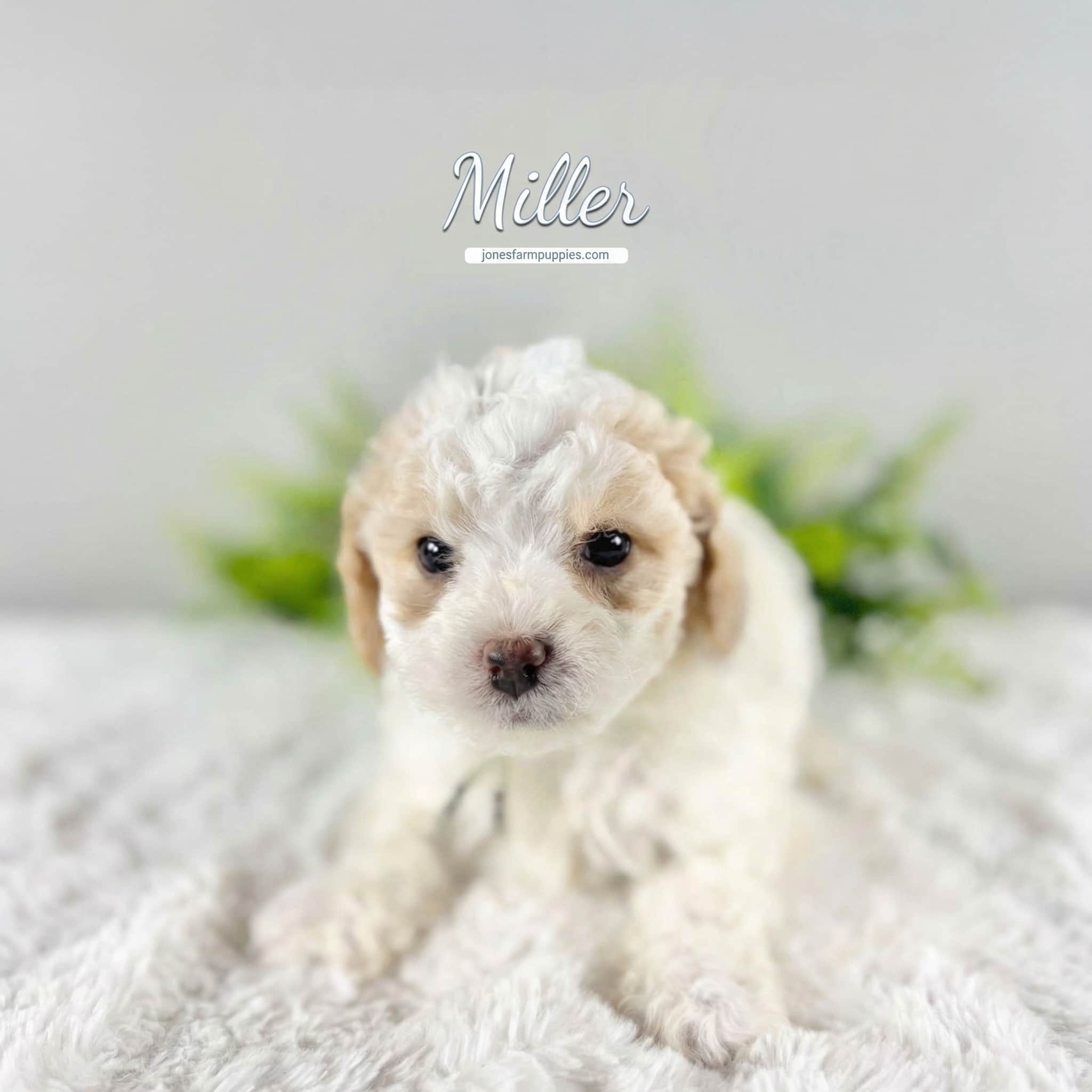 A small, curly-haired white and tan Cavapoo puppy lies on a soft, white blanket with greenery in the background. The name Miller is written above the puppy in cursive text, perfect for promoting Cavapoo Puppies For Sale.