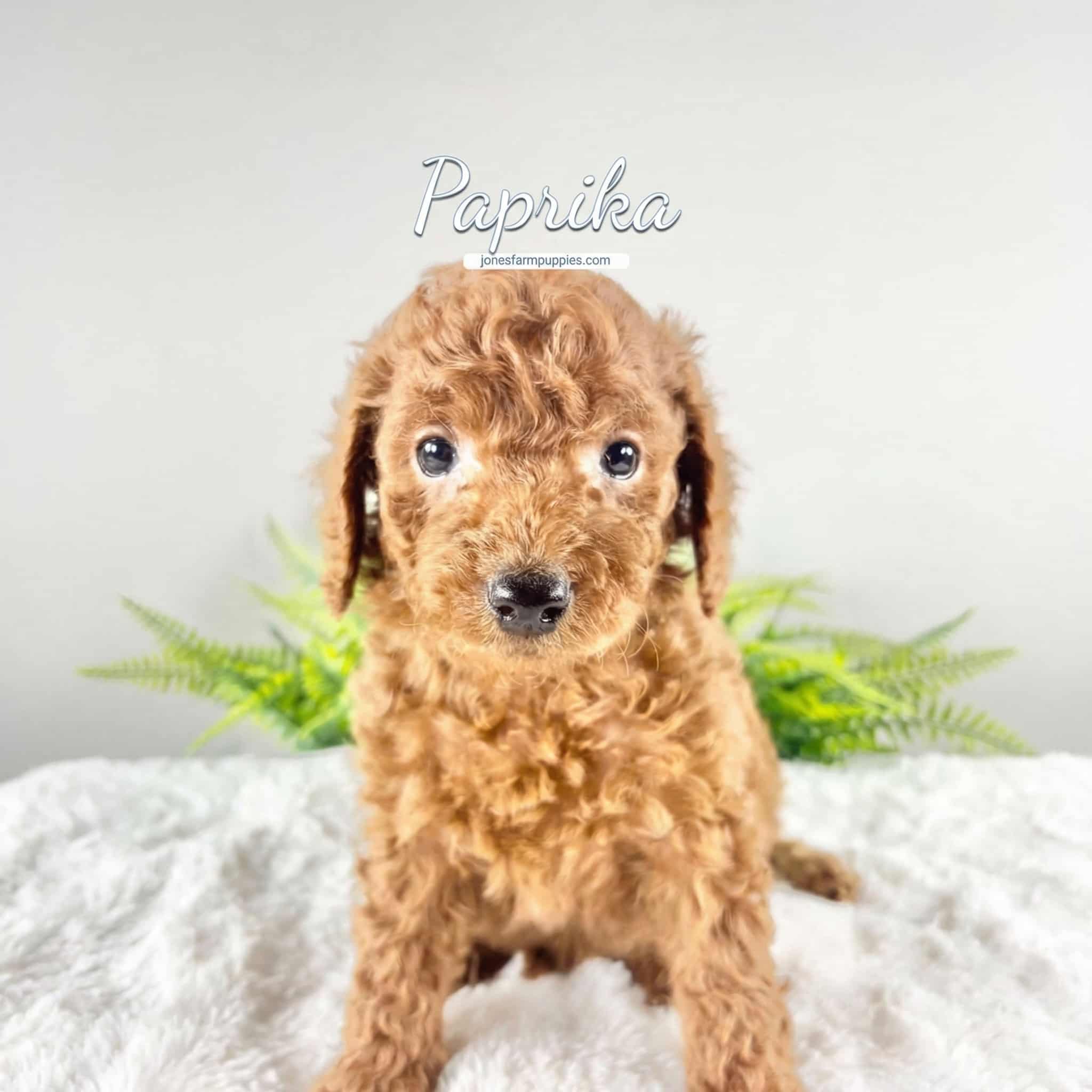 A small, curly-haired brown Cavapoo puppy sits on a white blanket with green ferns in the background. The words "Cavapoo Puppies For Sale" and "Paprika" are written above the puppy in a stylish font.