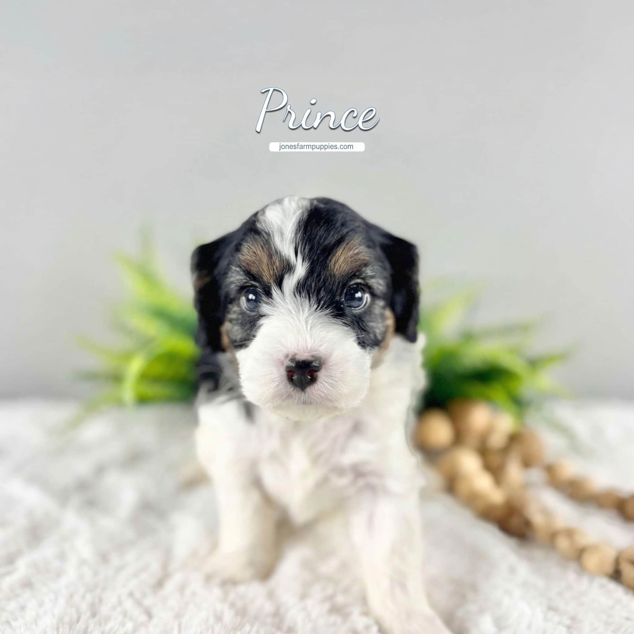 A small black, white, and brown puppy named Prince sits on a soft white surface with greenery and wooden beads in the background. This adorable pup is one of our Cavapoo Puppies For Sale, looking at the camera with a curious expression.