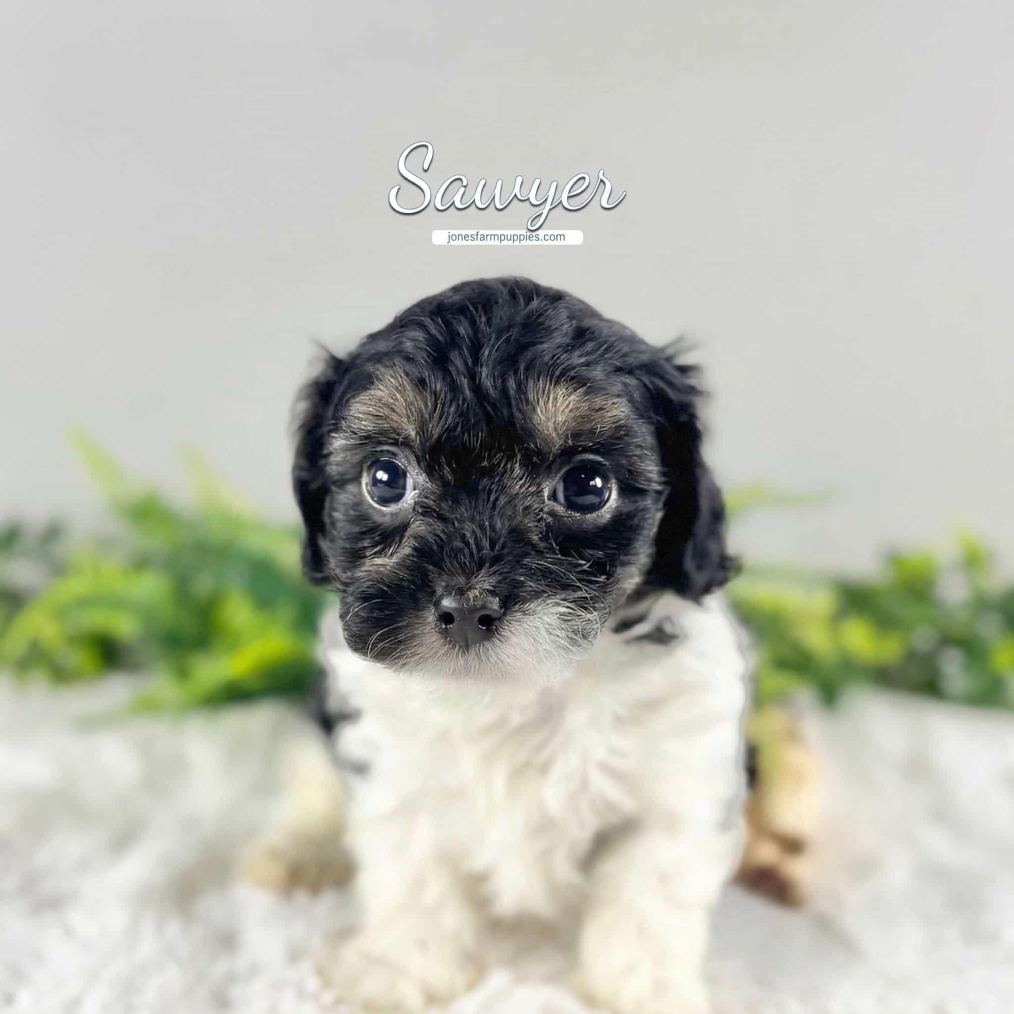 A small black and white puppy with big eyes sits on a soft white surface, greenery blurred in the background. The word Sawyer appears above the puppy’s head, capturing the charm of Cavapoo Puppies For Sale.