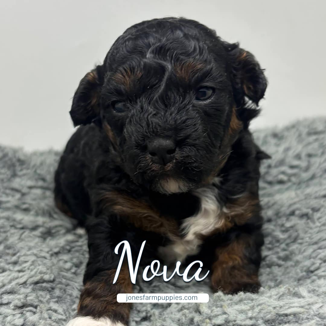 A small, curly-haired black and brown Cavapoo puppy with white markings sits on a textured gray blanket. The name Nova and jonesfarmpuppies.com appear at the bottom, highlighting adorable Cavapoo Puppies For Sale.