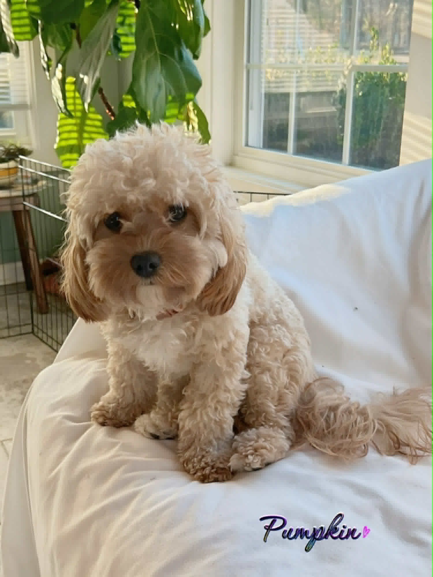 A small, fluffy cream-colored dog sits on a white blanket in a bright room with large windows and green plants. The word Pumpkin with a heart is written in the bottom right corner.