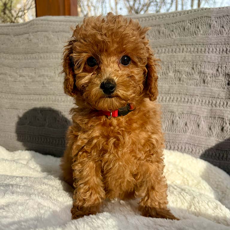 A small, curly-haired brown puppy with big dark eyes sits on a soft white blanket, wearing a red collar—enjoying early grooming exposure. A gray textured cushion and sunlight streaming through the window set a cozy scene.
