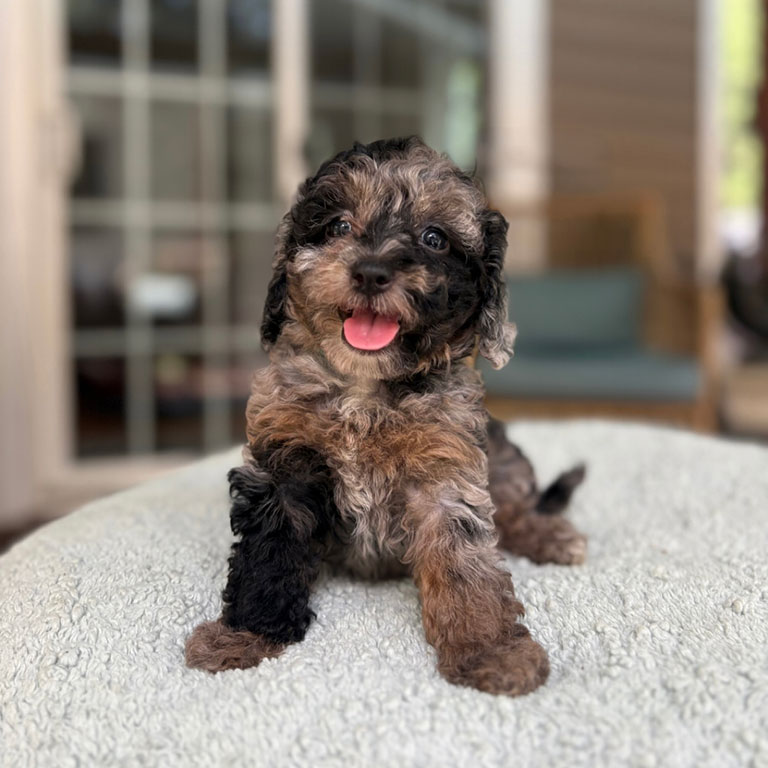 A small, fluffy puppy with curly black and brown fur sits on a light-colored blanket, looking at the camera with its tongue out—ready for early grooming exposure. A glass door and patio furniture are blurred in the background.