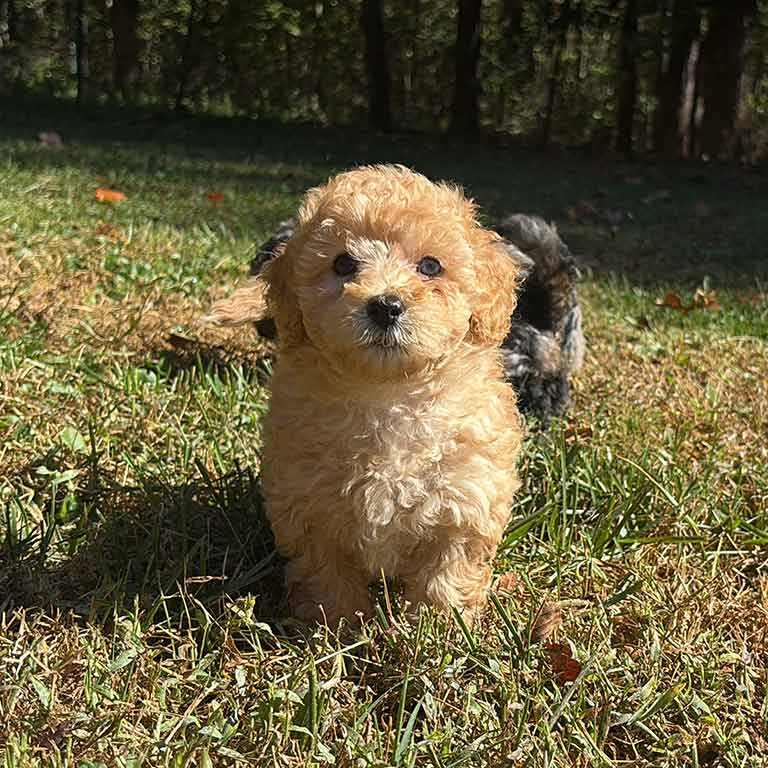 A small, fluffy light brown puppy stands on green grass in a sunlit outdoor area, looking directly at the camera—perfect for early grooming exposure. Trees and shadows are visible in the background.