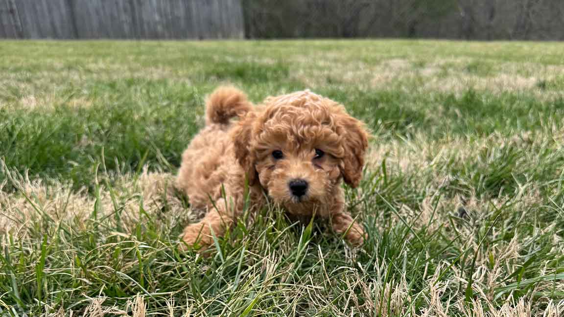 A small, curly-haired brown puppy lies down in the grass, looking directly at the camera—perfectly calm from early grooming exposure. The background shows more grass and a wooden fence with trees beyond it.