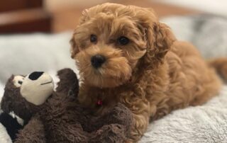 A small, fluffy brown puppy with early grooming exposure lies on a soft gray blanket, cuddling a plush toy that resembles a brown bear. The puppy looks up with big, dark eyes and curly fur.
