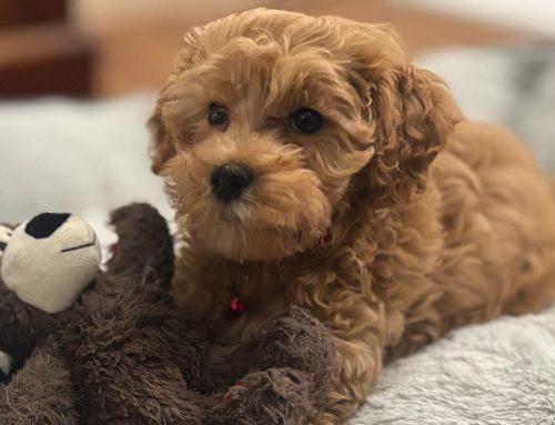 Early Grooming Exposure for Puppies: Why It Matters