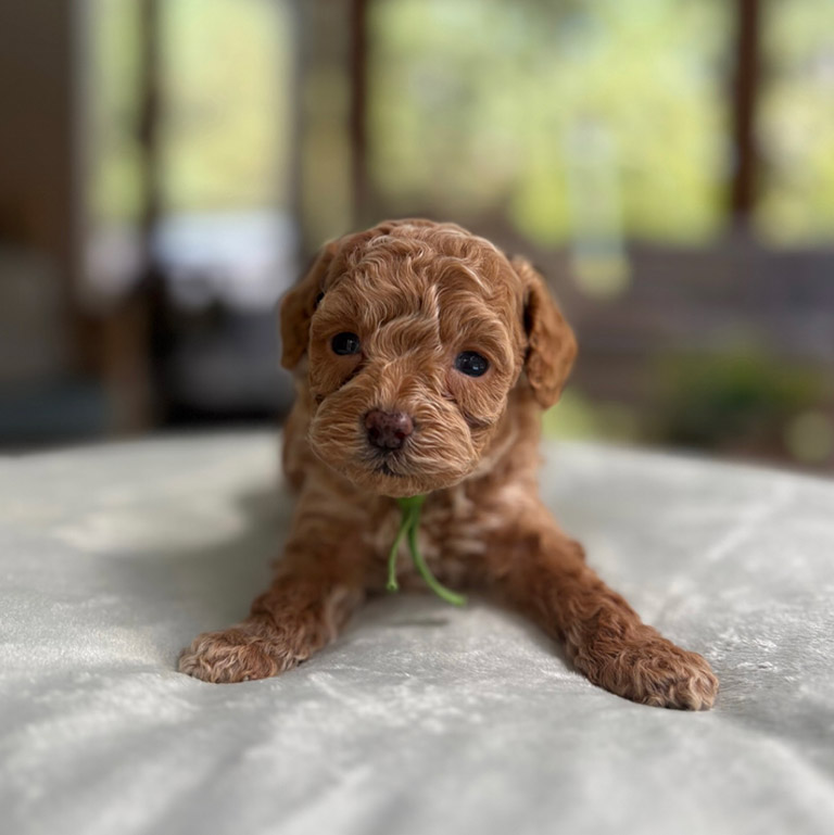 A small brown curly-haired puppy lies on a light-colored, puppy-proof blanket, looking directly at the camera with big, dark eyes. The background is softly blurred.
