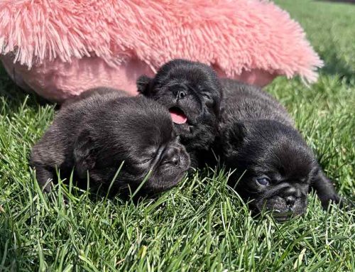 How to Puppy-Proof Your Home (Room by Room Guide)