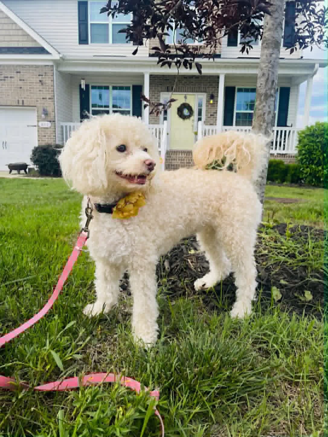 A small, curly-haired white dog with a yellow flower collar stands on grass with a pink leash, in front of a suburban house with a porch and white railing.