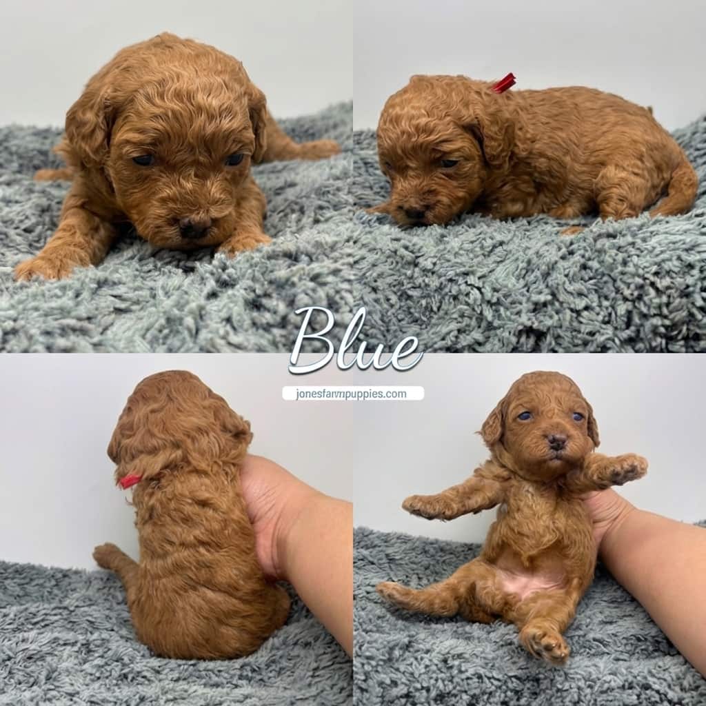 Four photos of a small, curly-haired brown Cavapoo puppy with a red collar on a gray fuzzy blanket. The puppy is lying down, sitting, being held, and showing its belly. Text in center reads Blue. Cavapoo Puppies For Sale. Four photos of a small, curly-haired brown Cavapoo puppy with a red collar on a gray fuzzy blanket. The puppy is lying down, sitting, being held, and showing its belly. Text in center reads Blue. Cavapoo Puppies For Sale.