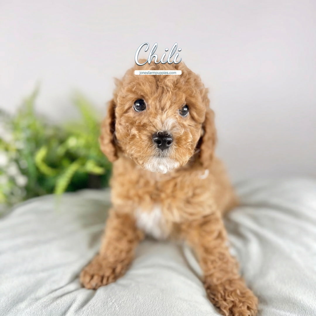 A small, fluffy brown Cavapoo puppy with curly fur sits on a soft light-colored blanket. The background is blurred with some green foliage. The name Chili is written above the puppy’s head, perfect for those searching Cavapoo Puppies For Sale.