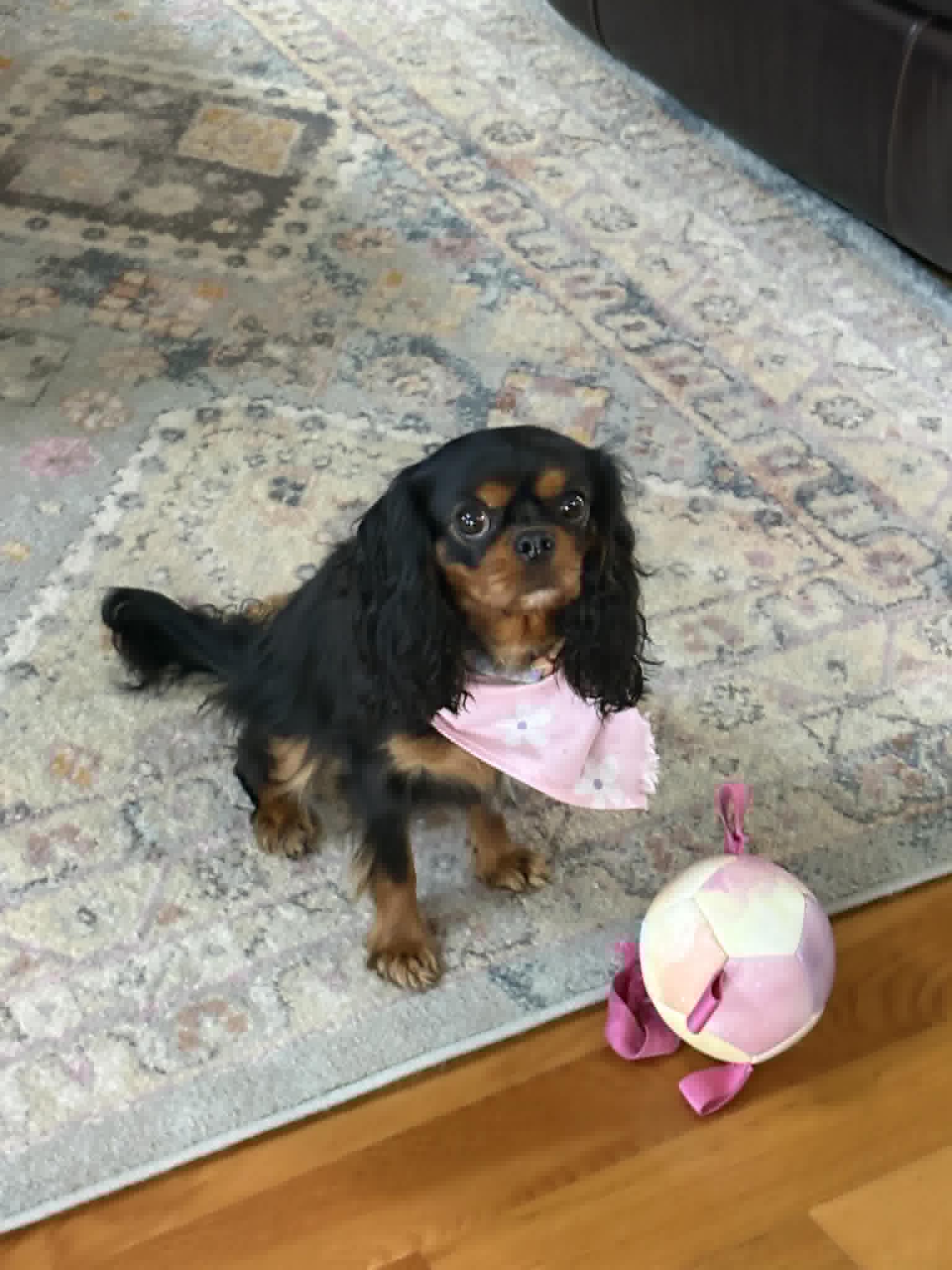 A small black and brown dog with long ears and a pink bandana sits on a patterned rug, looking up. A pink and yellow plush ball lies on the floor in front of the dog.