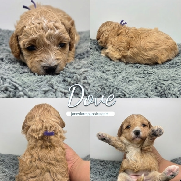 A collage of four photos features Dove, a small, curly-haired light brown puppy, on a gray blanket. Cavapoo Puppies For Sale and jonesfarmpuppies.com are labeled in the center, highlighting Dove’s adorable poses. A collage of four photos features Dove, a small, curly-haired light brown puppy, on a gray blanket. Cavapoo Puppies For Sale and jonesfarmpuppies.com are labeled in the center, highlighting Dove’s adorable poses.