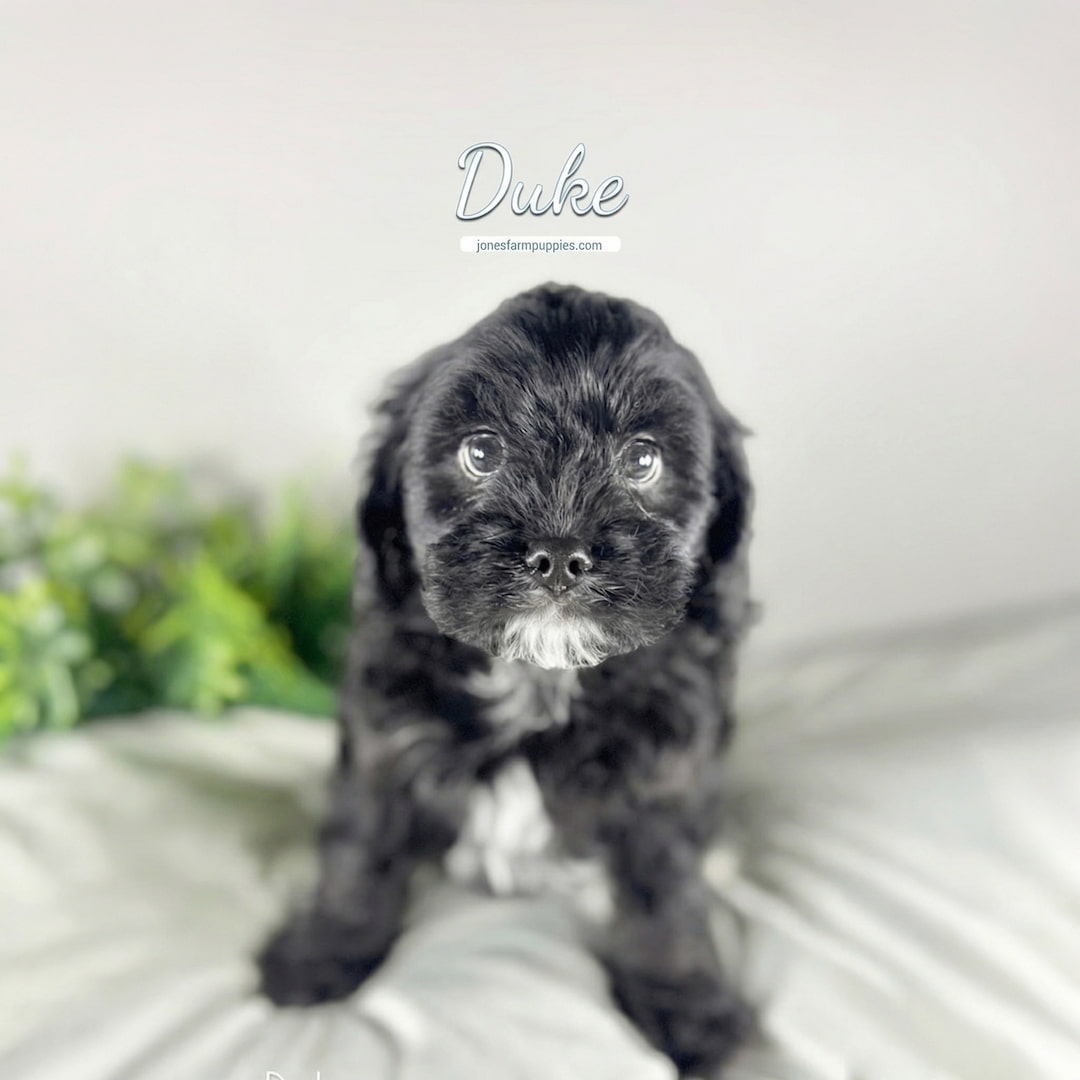 A small black Cavapoo puppy with a white patch on its chin sits on a light-colored surface, looking up with big eyes. The word Duke is written above its head, and a green plant is blurred in the background. Cavapoo Puppies For Sale.