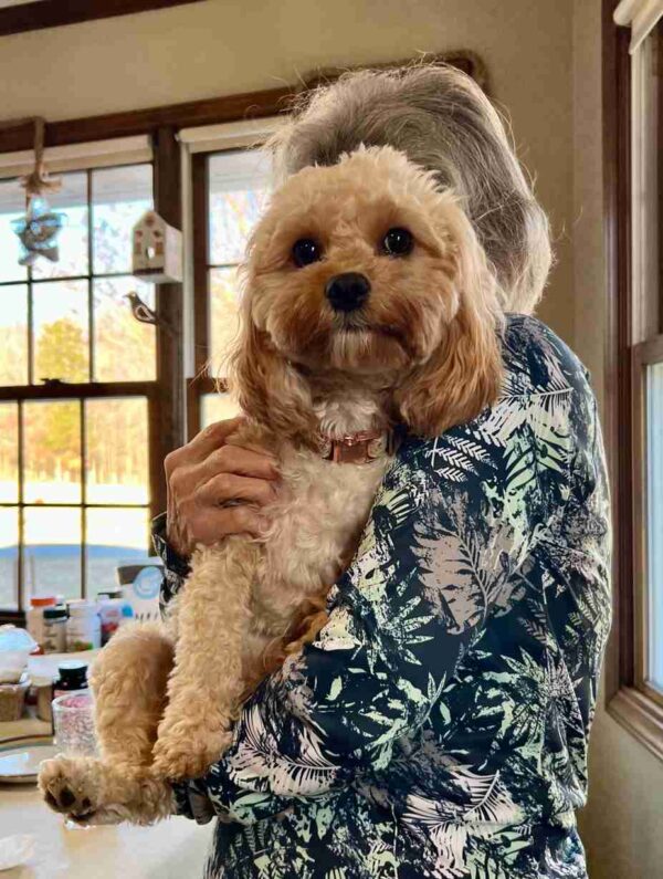 A small, micro mini goldendoodle