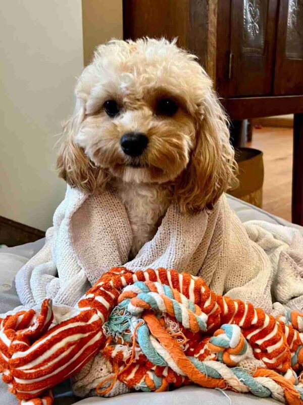 A small, fluffy dog with curly fur sits wrapped in a cream-colored blanket, looking at the camera. In front of the dog are orange, white, and blue rope toys on a soft surface indoors.