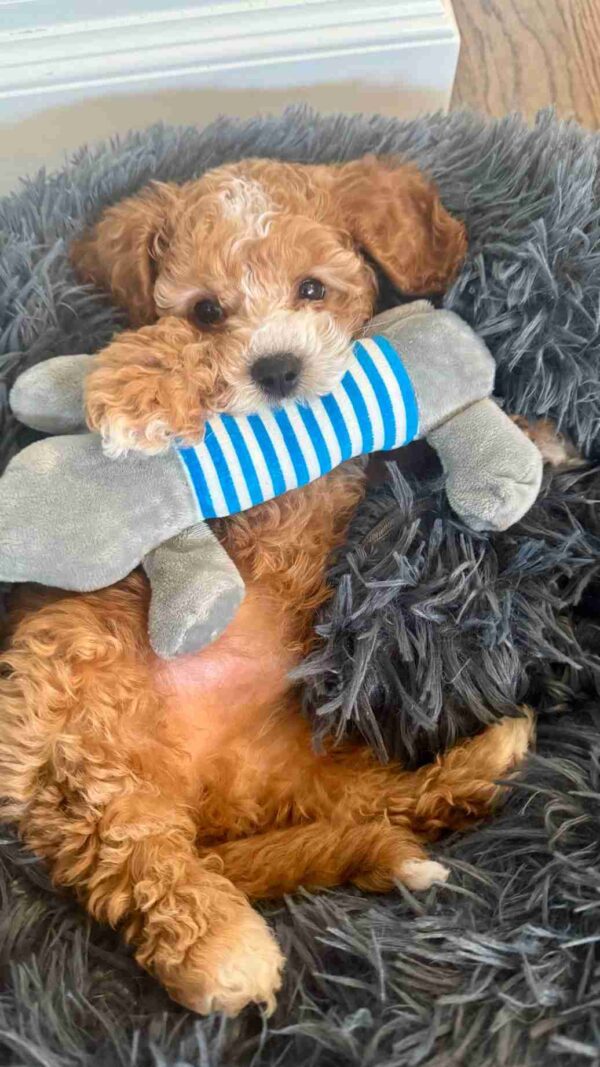 micro mini goldendoodle