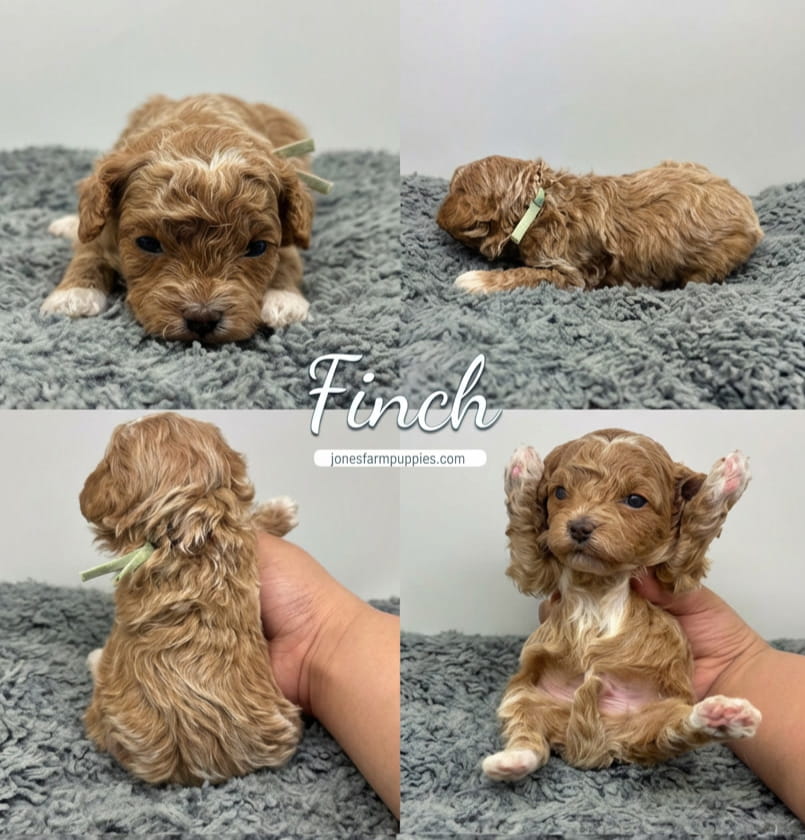 Four photos of a small, fluffy tan Cavapoo puppy with a light green ribbon. The puppy lies, sits, is held upright, and reclines with paws up on a gray textured surface. Text Finch appears in the center. Discover adorable Cavapoo Puppies For Sale!. Four photos of a small, fluffy tan Cavapoo puppy with a light green ribbon. The puppy lies, sits, is held upright, and reclines with paws up on a gray textured surface. Text Finch appears in the center. Discover adorable Cavapoo Puppies For Sale!.