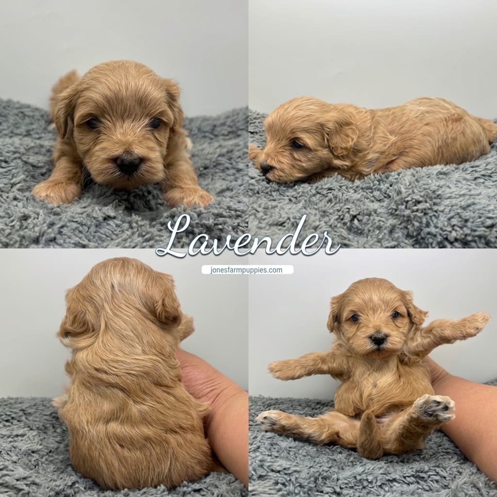 Four photos of a small tan puppy named Lavender, one of our adorable Cavapoo Puppies For Sale, on a gray fluffy blanket; shown from the front, side, back, and sitting with paws outstretched. The text “Lavender” is overlaid in the center. Four photos of a small tan puppy named Lavender, one of our adorable Cavapoo Puppies For Sale, on a gray fluffy blanket; shown from the front, side, back, and sitting with paws outstretched. The text "Lavender" is overlaid in the center.