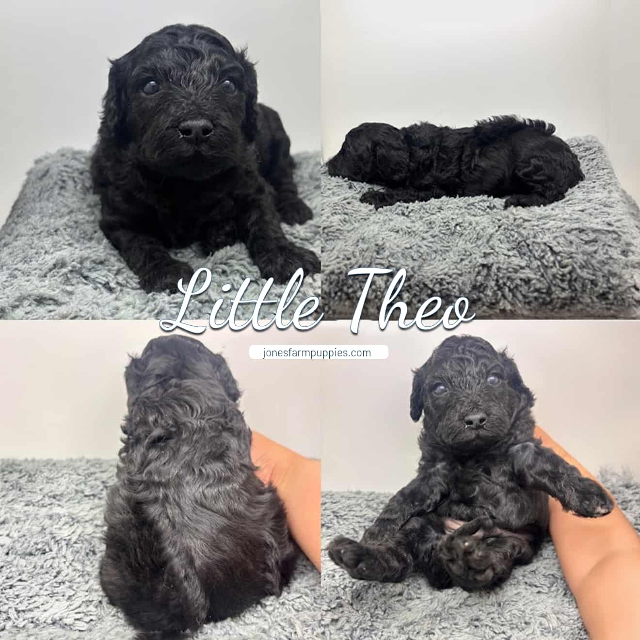 Four photos of a small, curly-haired black puppy named Little Theo on a gray blanket—sitting, lying down, from the back, and being held upright. Text overlay reads Little Theo and jonesfarmpuppies.com. Discover Cavapoo Puppies For Sale today!. Four photos of a small, curly-haired black puppy named Little Theo on a gray blanket—sitting, lying down, from the back, and being held upright. Text overlay reads Little Theo and jonesfarmpuppies.com. Discover Cavapoo Puppies For Sale today!.