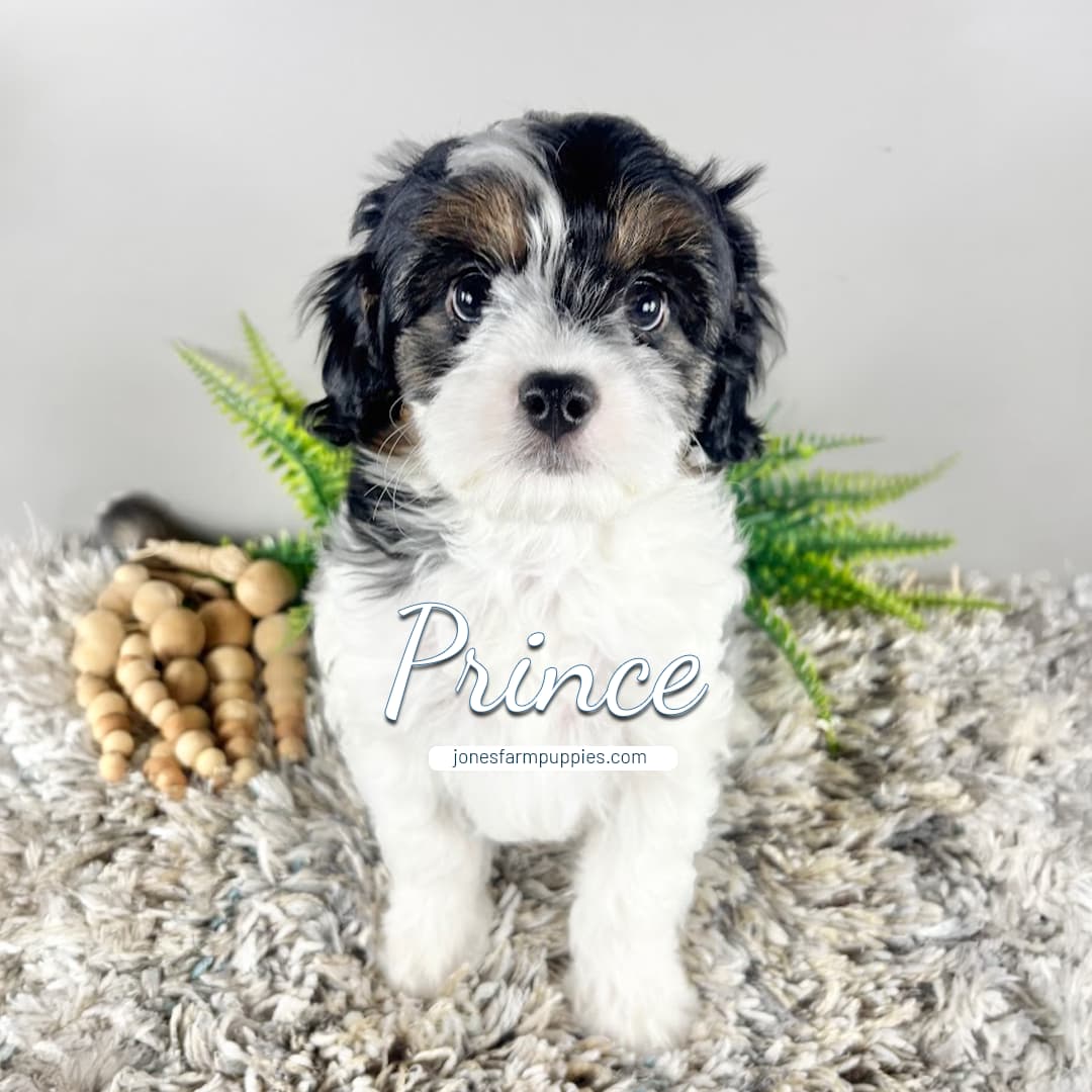 A small black, white, and brown Cavapoo puppy sits on a fluffy rug with a wooden bead garland and green fern leaves behind it. The word Prince and jonesfarmpuppies.com are written on the image, highlighting Cavapoo Puppies For Sale. A small black, white, and brown Cavapoo puppy sits on a fluffy rug with a wooden bead garland and green fern leaves behind it. The word Prince and jonesfarmpuppies.com are written on the image, highlighting Cavapoo Puppies For Sale.