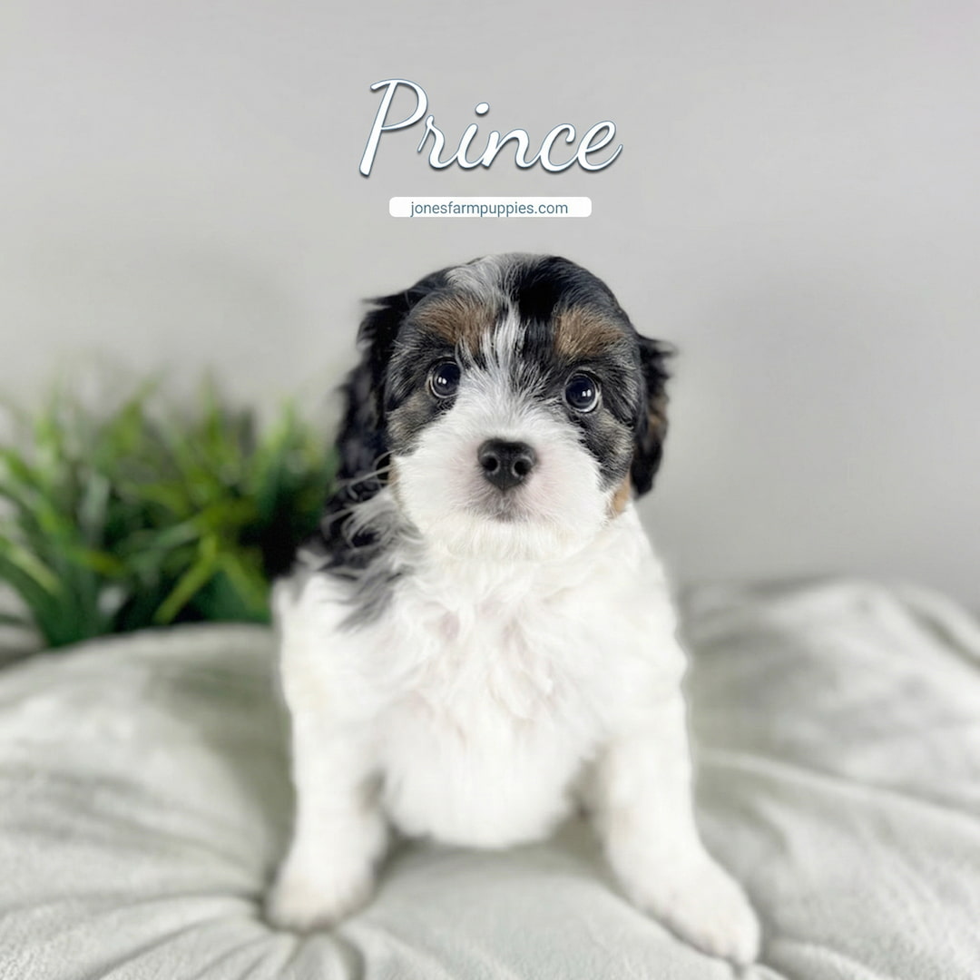 A small, fluffy black, white, and brown Cavapoo puppy sits on a white cushion with a green plant in the background. The words Prince and jonesfarmpuppies.com appear above the puppy's head, highlighting Cavapoo Puppies For Sale.