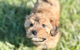 A small, fluffy brown puppy with dark eyes looks up at the camera while standing on puppy-proof green grass in bright sunlight.