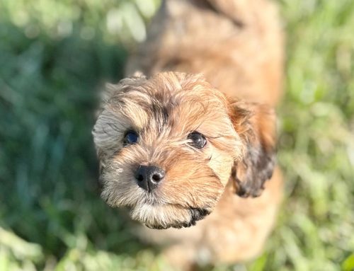 How to Puppy-Proof Your Home (Room by Room Guide)