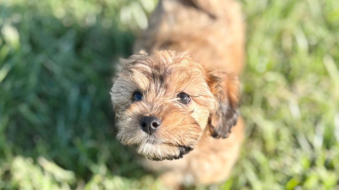 A small, fluffy brown puppy with dark eyes looks up at the camera while standing on puppy-proof green grass in bright sunlight.