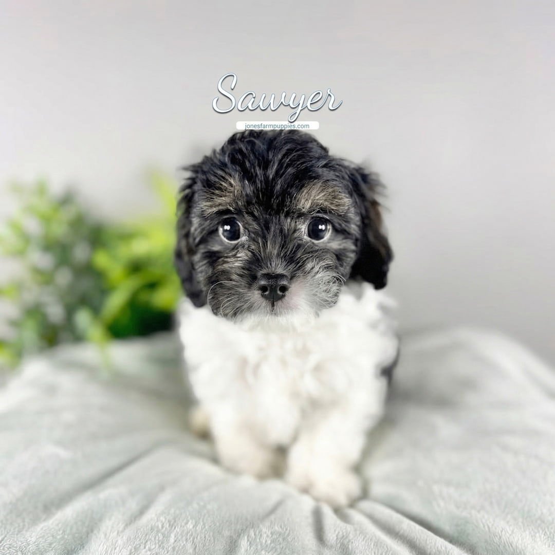 A small, fluffy black and white Cavapoo puppy sits on a soft, light gray surface with greenery in the background. The name Sawyer is written above the puppy in light blue script. Discover adorable Cavapoo Puppies For Sale today!.