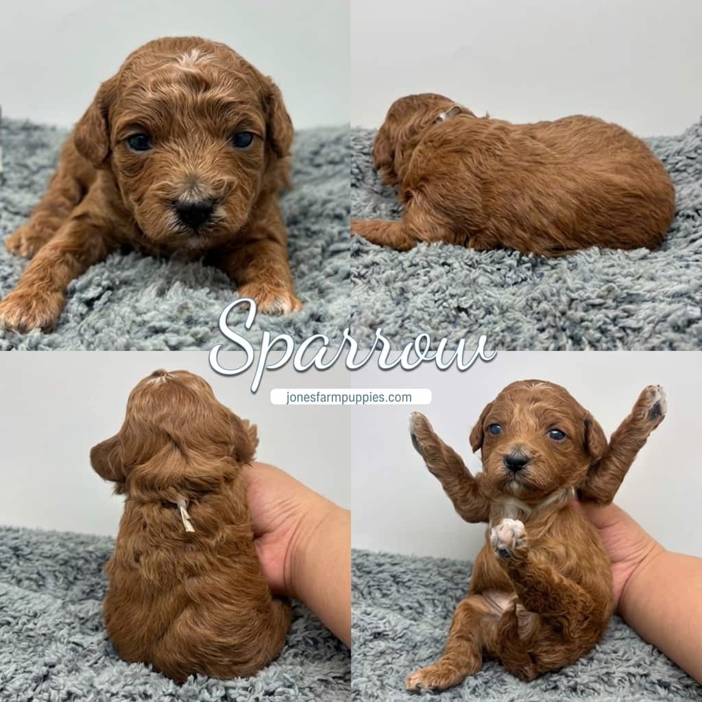 Four photos of a small, curly-haired brown Cavapoo puppy with white markings on a gray rug. Sparrow is shown from the front, back, side, and sitting up with its front legs raised. Discover adorable Cavapoo Puppies For Sale today!. Four photos of a small, curly-haired brown Cavapoo puppy with white markings on a gray rug. Sparrow is shown from the front, back, side, and sitting up with its front legs raised. Discover adorable Cavapoo Puppies For Sale today!.