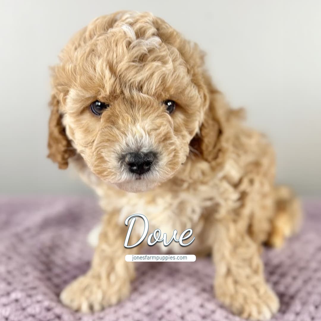 A fluffy, light brown and white Cavapoo puppy sits on a knitted lavender blanket, looking at the camera. The words Dove and jonesfarmpuppies.com appear in white text across the front, highlighting Cavapoo Puppies For Sale.
