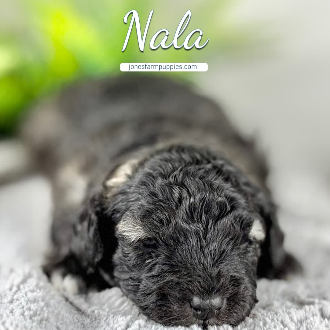 A curly-haired black and gray Cavapoo puppy lies on a soft gray blanket with the name Nala written above and jonesfarmpuppies.com displayed in the background, showcasing adorable Cavapoo Puppies For Sale.