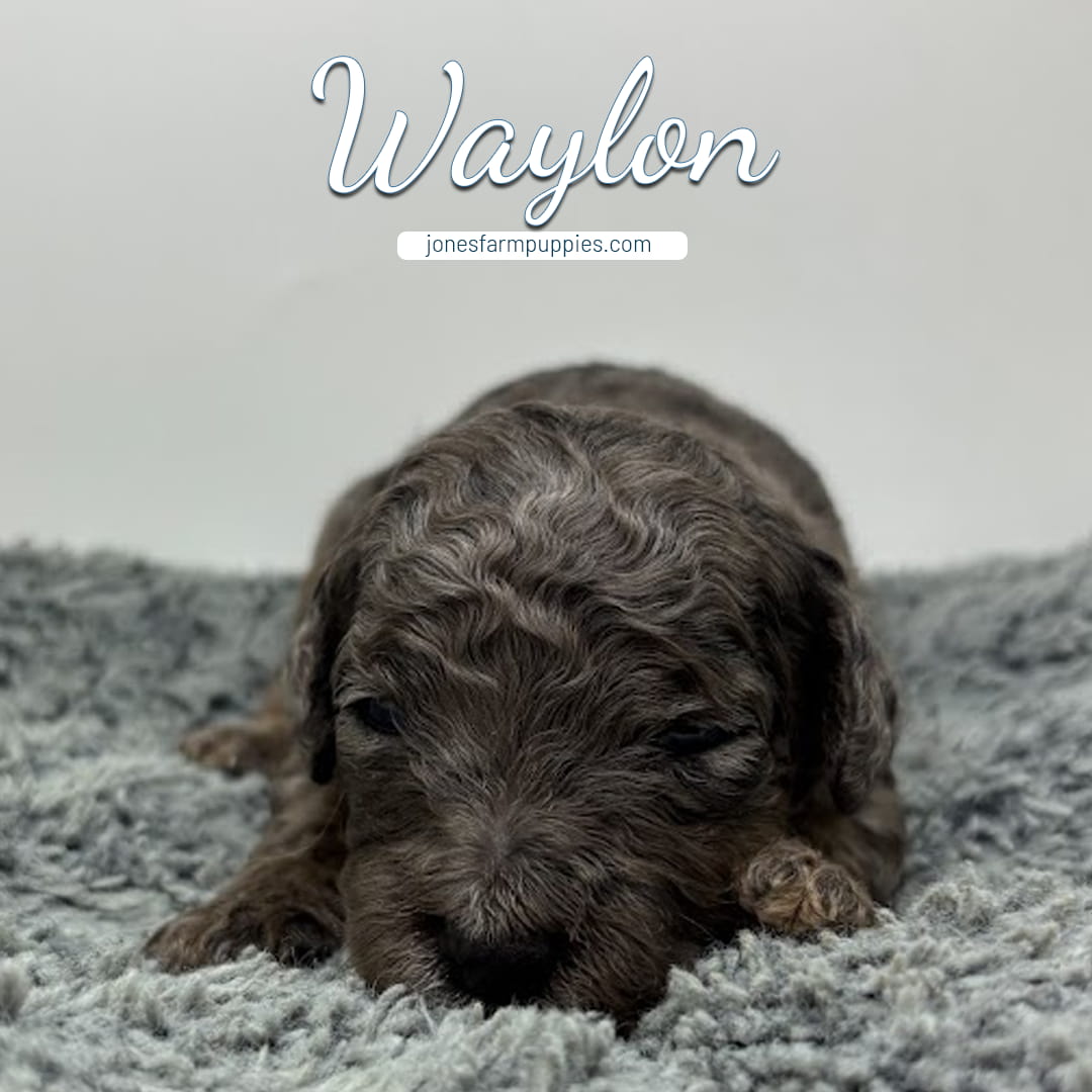 A curly-haired brown micro mini goldendoodle puppy lies on a soft gray blanket. The word Waylon and the website jonesfarmpuppies.com are written above the puppy in light script.