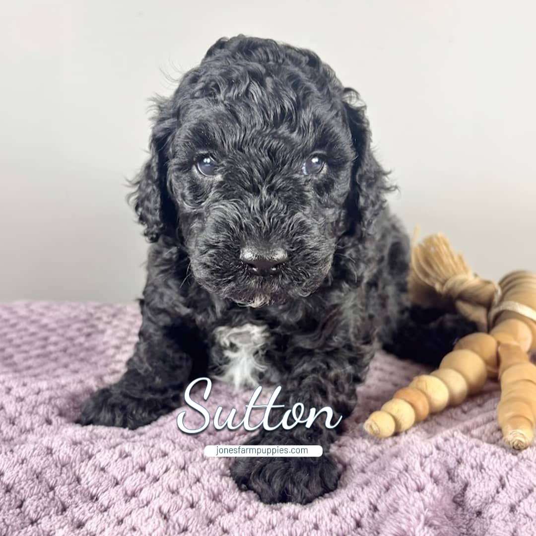 A curly black micro mini goldendoodle puppy with a white patch on its chest sits on a purple textured blanket next to two wooden toys. The name Sutton and the website jonesfarmpuppies.com appear on the image.
