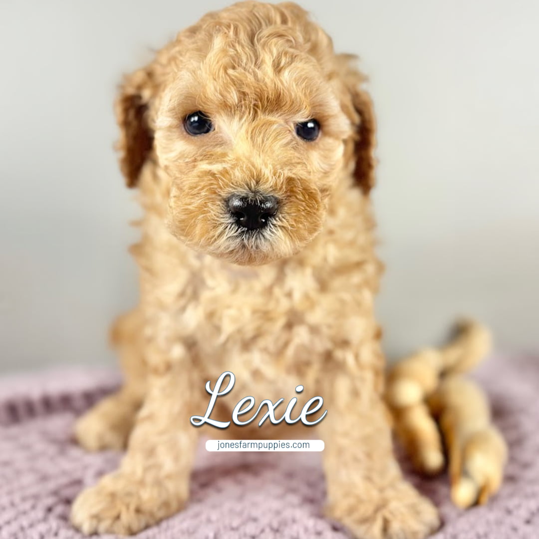 A curly-haired, light brown micro mini goldendoodle puppy sits on a lavender blanket, looking at the camera. The name Lexie is written in white text across the image, with jonesfarmpuppies.com below it.