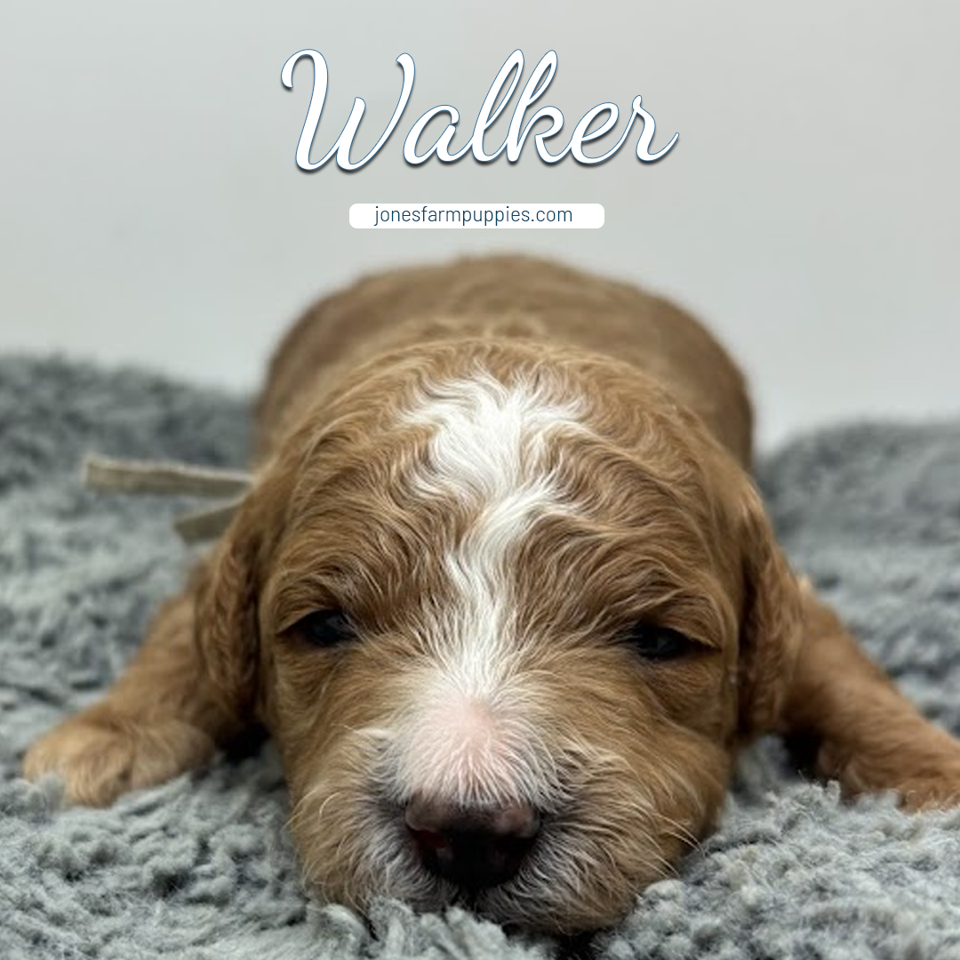 A light brown and white micro mini goldendoodle puppy named Walker lies on a soft gray blanket, looking at the camera. Text above reads Walker and jonesfarmpuppies.com.