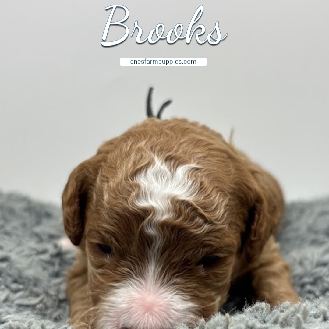 A small, curly-haired brown and white micro mini goldendoodle puppy lies on a soft gray blanket. The name Brooks is written above in script, along with the website jonesfarmpuppies.com.