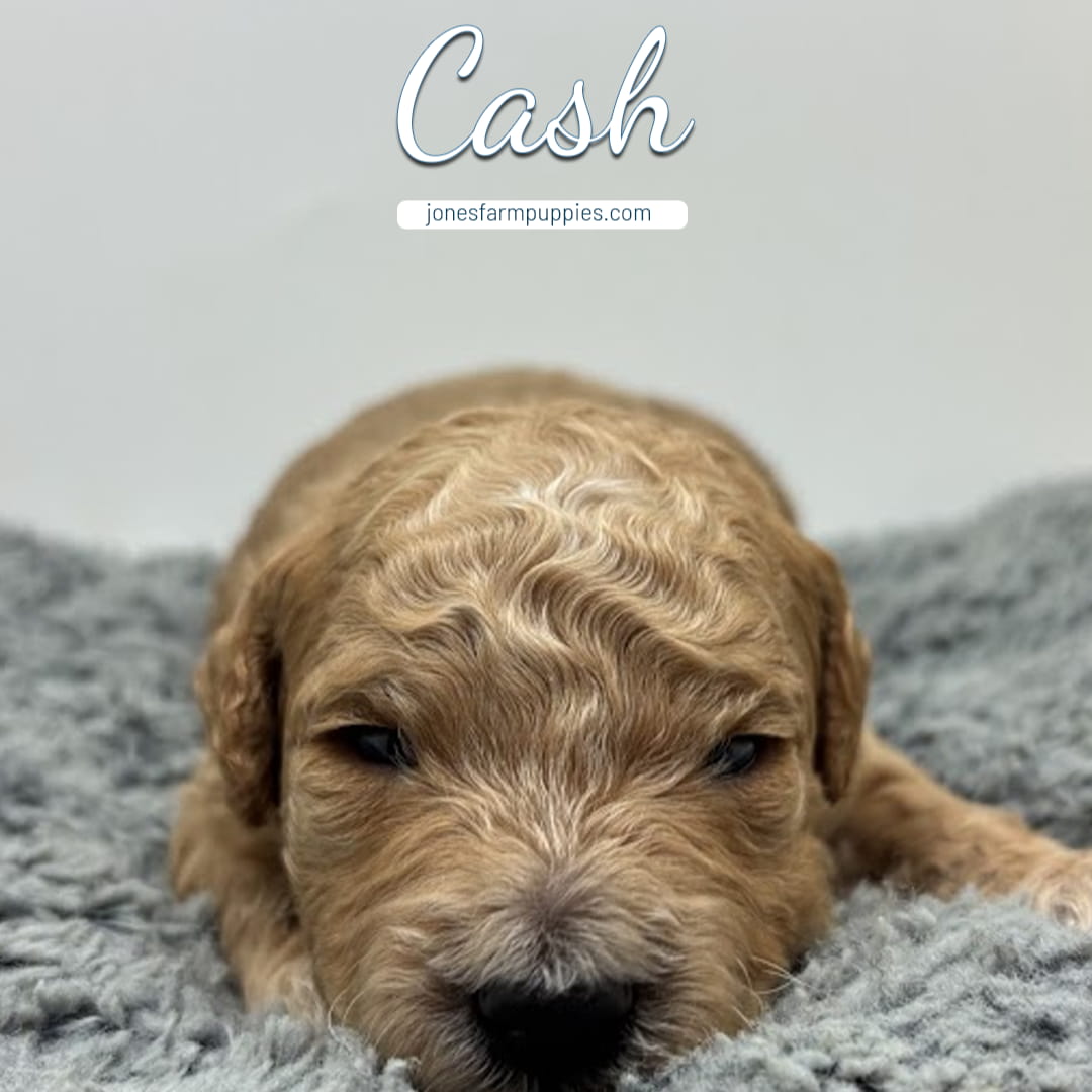 A close-up of a light brown, curly-haired micro mini goldendoodle puppy lying on a fluffy gray blanket. The name Cash and the website jonesfarmpuppies.com appear above the puppy's head on a plain background.