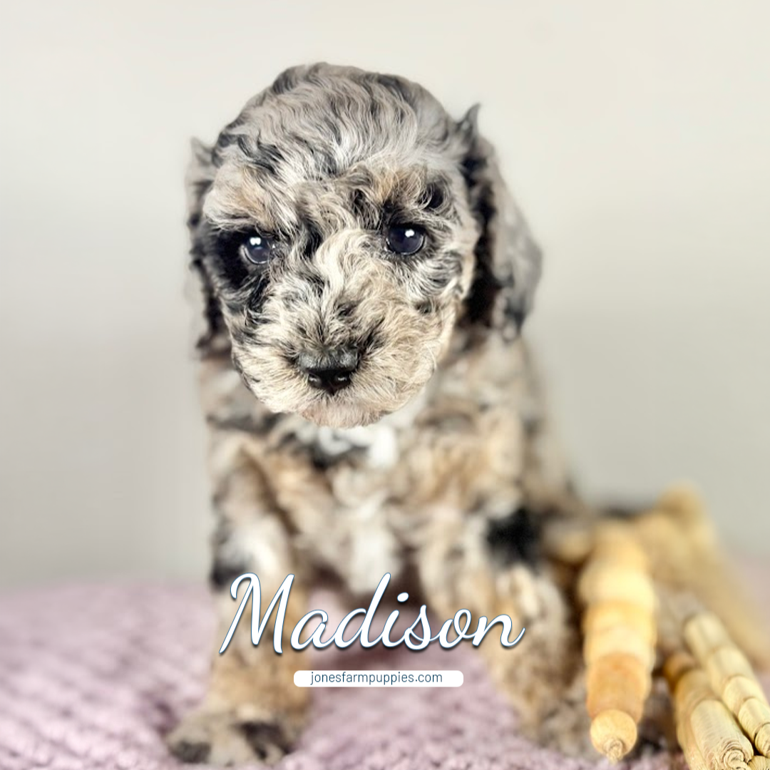 A small, curly-haired micro mini goldendoodle puppy with a black and gray merle coat sits on a purple blanket beside dog chew sticks. The name Madison and jonesfarmpuppies.com are written across the image.