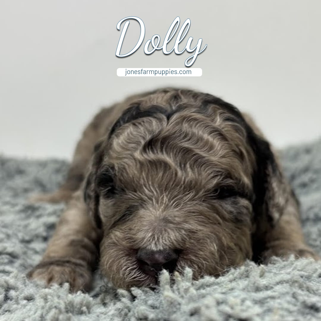 A close-up of a curly-haired micro mini goldendoodle puppy lying on a soft gray blanket, with the name Dolly and the website jonesfarmpuppies.com written above her head.