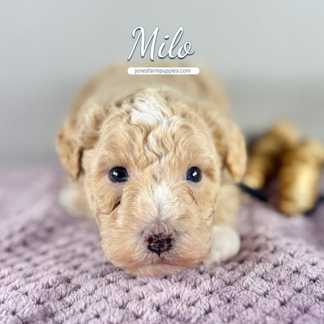 A small, curly-haired cream-colored Cavapoo puppy lies on a lavender textured blanket, looking at the camera. The name Milo and the website jonesfarmpuppies.com are displayed above the puppy’s head—Cavapoo Puppies For Sale.