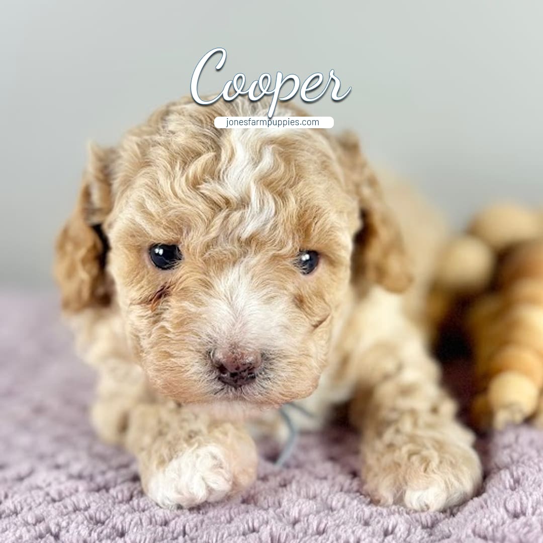 A curly-haired light brown Cavapoo puppy with white markings lies on a purple textured blanket. The text Cooper appears above its head, with jonesfarmpuppies.com and Cavapoo Puppies For Sale written below the name.