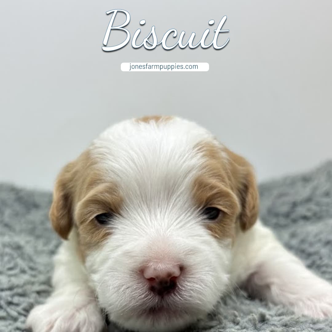 A small, fluffy brown and white Cavapoo puppy named Biscuit lies on a soft gray blanket. The name Biscuit and the website jonesfarmpuppies.com, known for Cavapoo Puppies For Sale, are written above its head.