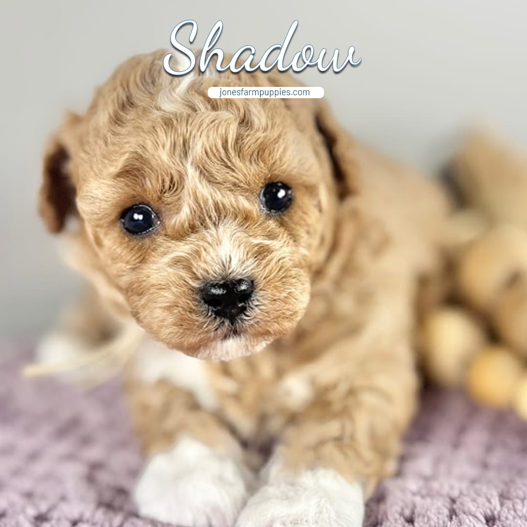 A close-up of a fluffy tan and white Cavapoo puppy with dark, shiny eyes lies on a textured purple blanket. The name Shadow and jonesfarmpuppies.com, your source for Cavapoo Puppies For Sale, appear above its head.
