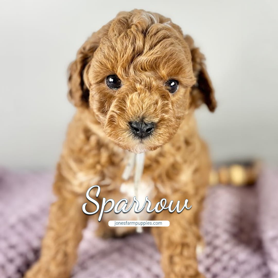 A small, curly-haired brown Cavapoo puppy with big dark eyes sits on a lavender knitted blanket. The name Sparrow and jonesfarmpuppies.com, featuring Cavapoo Puppies For Sale, are written across the image in white text.