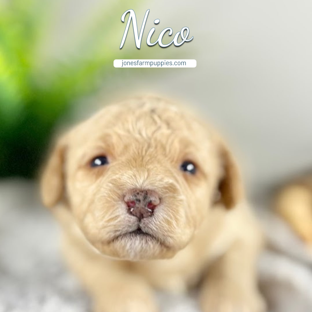 A close-up of a light brown Cavapoo puppy with soft fur and dark eyes, looking at the camera. The name Nico and the website jonesfarmpuppies.com appear above—your source for Cavapoo Puppies For Sale.